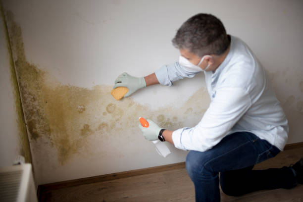 Best Mold Remediation for Healthcare Facilities  in , ND
